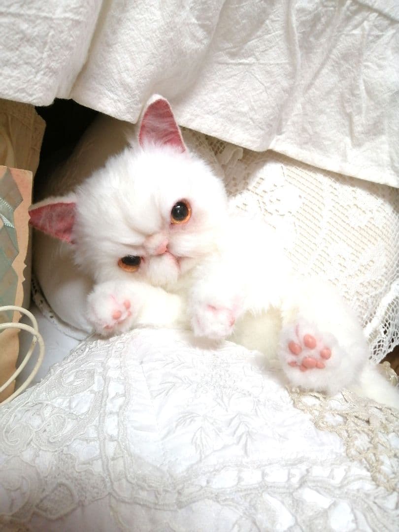 里親様募集(ΦωΦ)❣❣エキゾチックショートヘアー♥(ΦωΦ)(ΦωΦ)