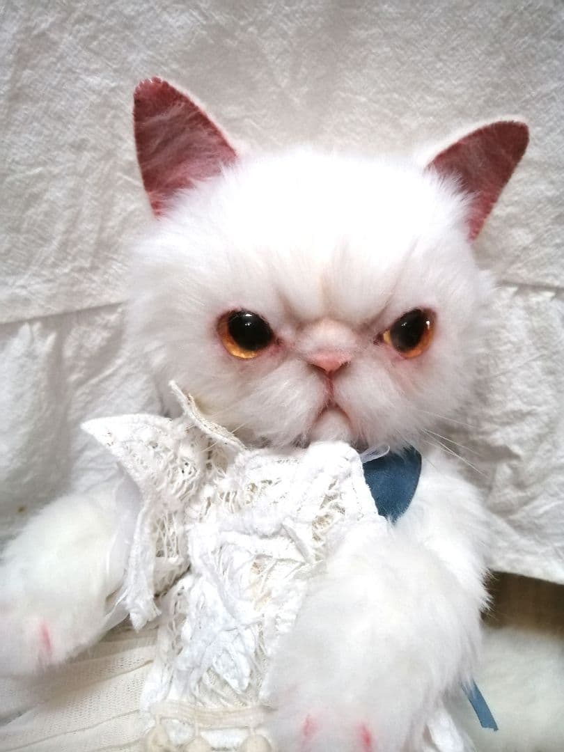 里親様募集(ΦωΦ)❣❣エキゾチックショートヘアー♥(ΦωΦ)(ΦωΦ)