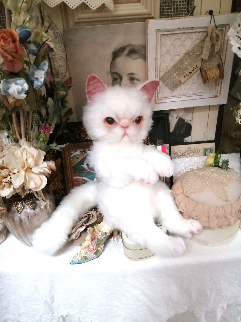 里親様募集(ΦωΦ)❣❣エキゾチックショートヘアー♥(ΦωΦ)(ΦωΦ)