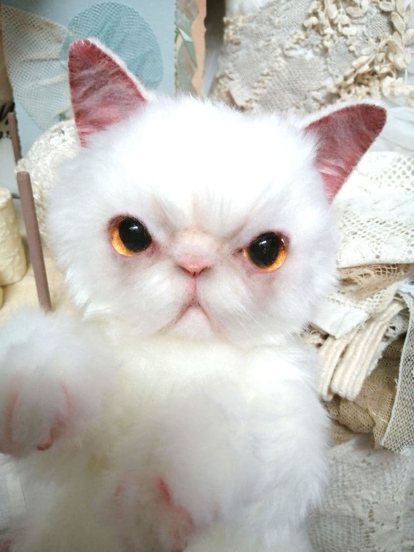 里親様募集(ΦωΦ)❣❣エキゾチックショートヘアー♥(ΦωΦ)(ΦωΦ)