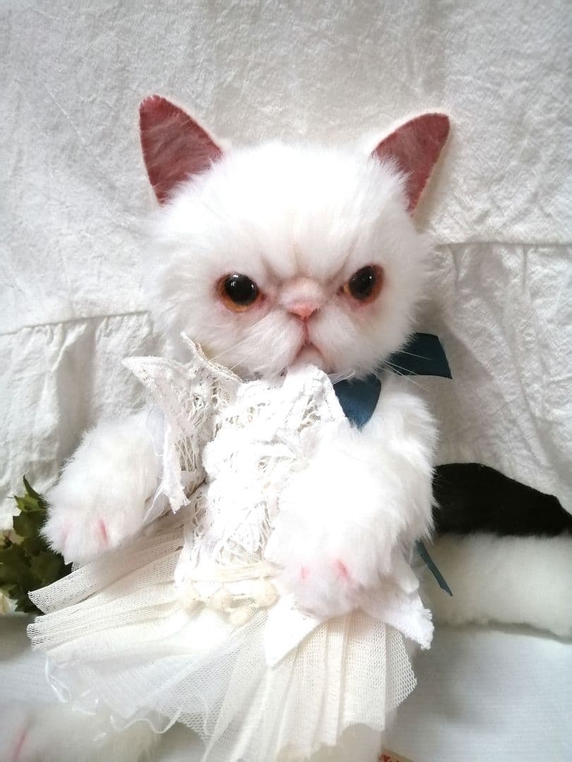 里親様募集(ΦωΦ)❣❣エキゾチックショートヘアー♥(ΦωΦ)(ΦωΦ)