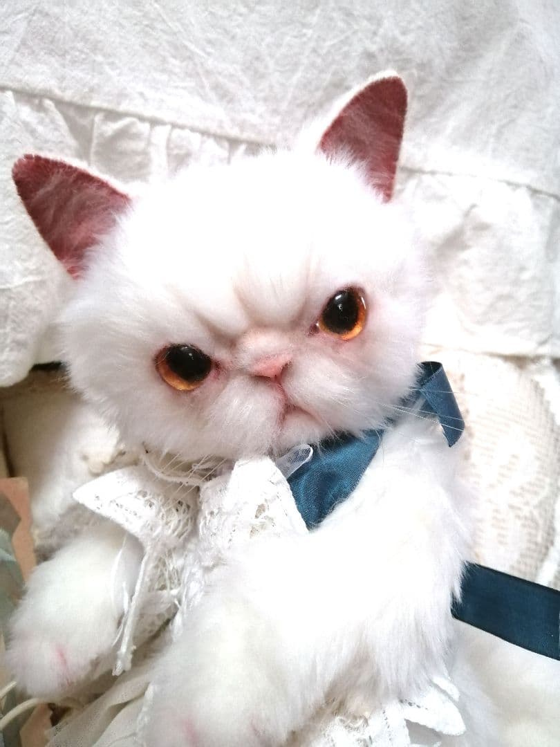 里親様募集(ΦωΦ)❣❣エキゾチックショートヘアー♥(ΦωΦ)(ΦωΦ)