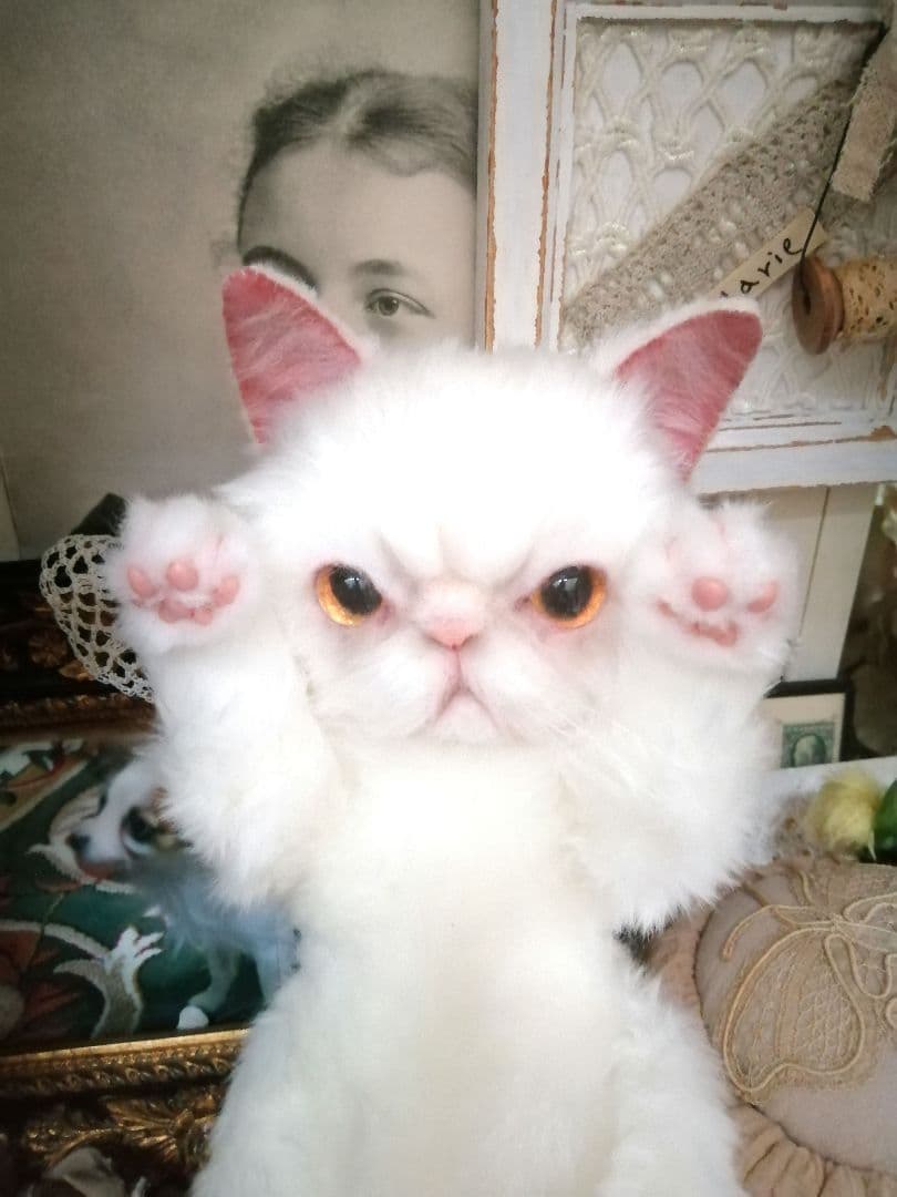 里親様募集(ΦωΦ)❣❣エキゾチックショートヘアー♥(ΦωΦ)(ΦωΦ)