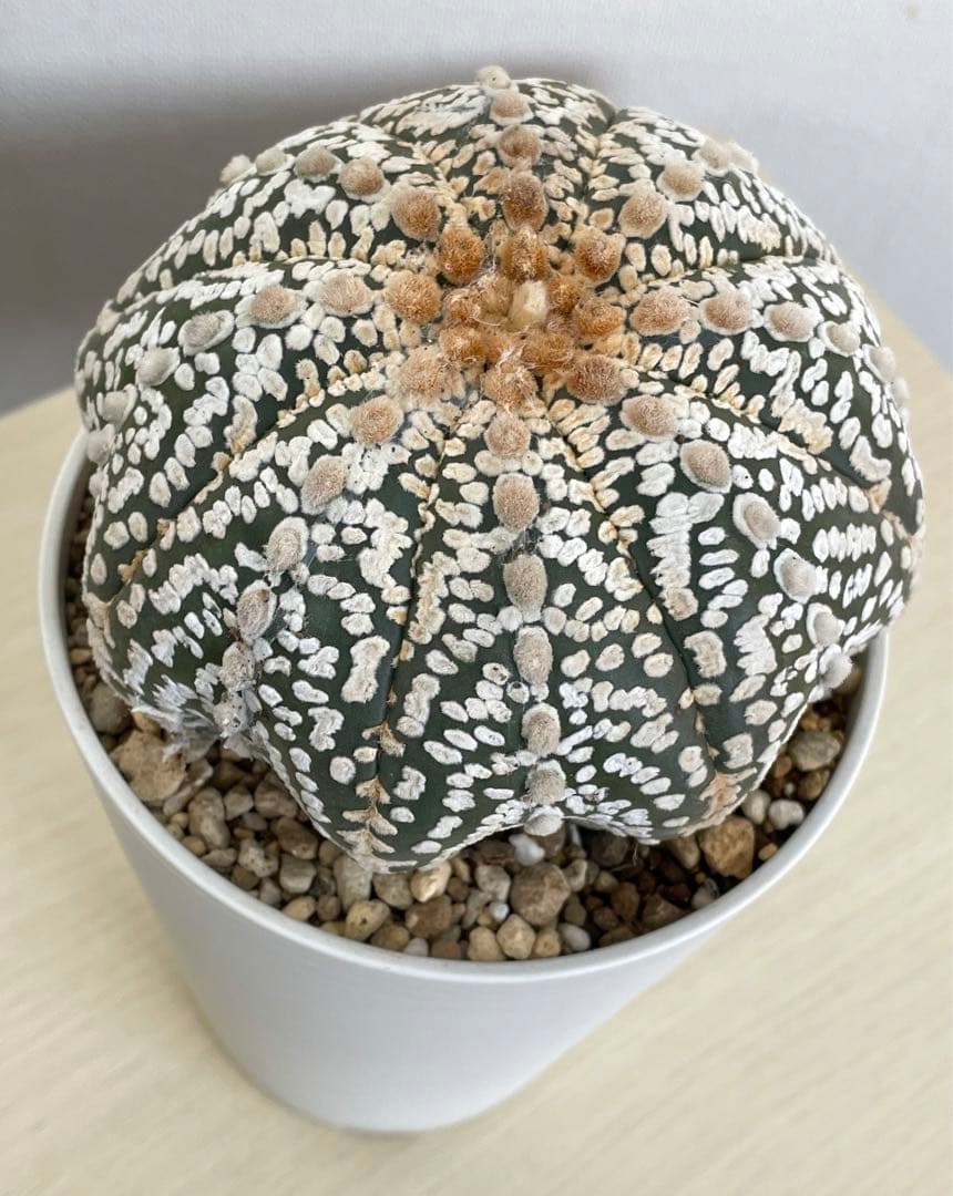 国内実生兜　スーパー兜 大疣（全幅12cm×全高7cm）特大株　H5