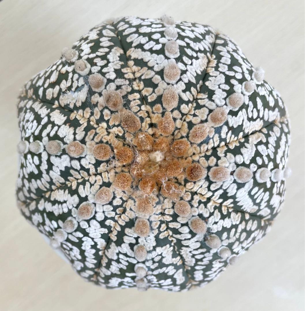 国内実生兜　スーパー兜 大疣（全幅12cm×全高7cm）特大株　H5