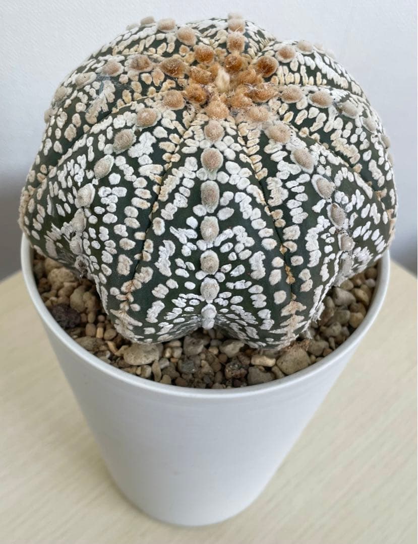 国内実生兜　スーパー兜 大疣（全幅12cm×全高7cm）特大株　H5
