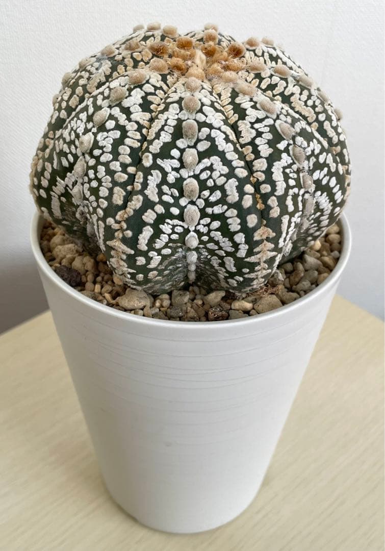 国内実生兜　スーパー兜 大疣（全幅12cm×全高7cm）特大株　H5