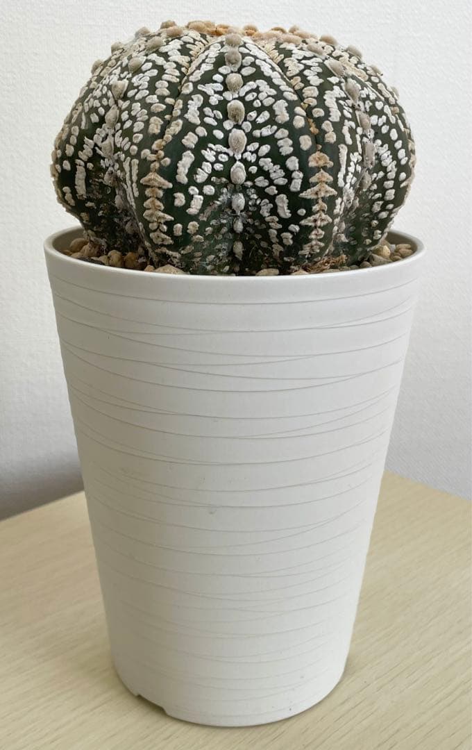 国内実生兜　スーパー兜 大疣（全幅12cm×全高7cm）特大株　H5