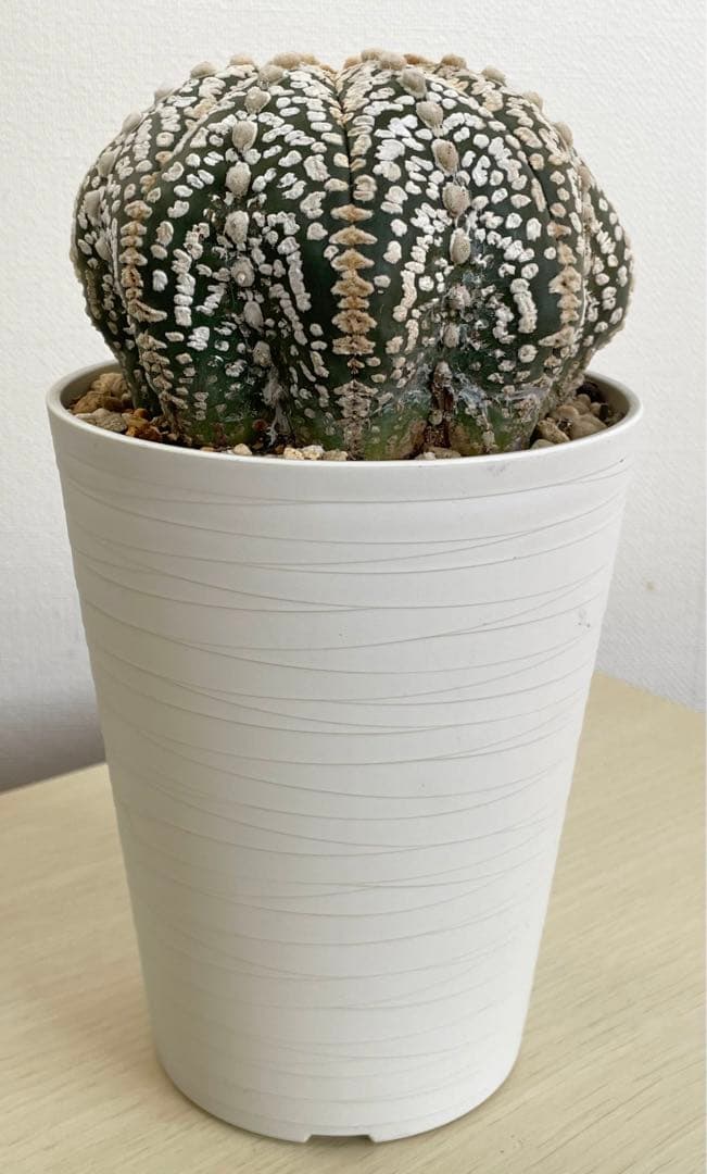 国内実生兜　スーパー兜 大疣（全幅12cm×全高7cm）特大株　H5