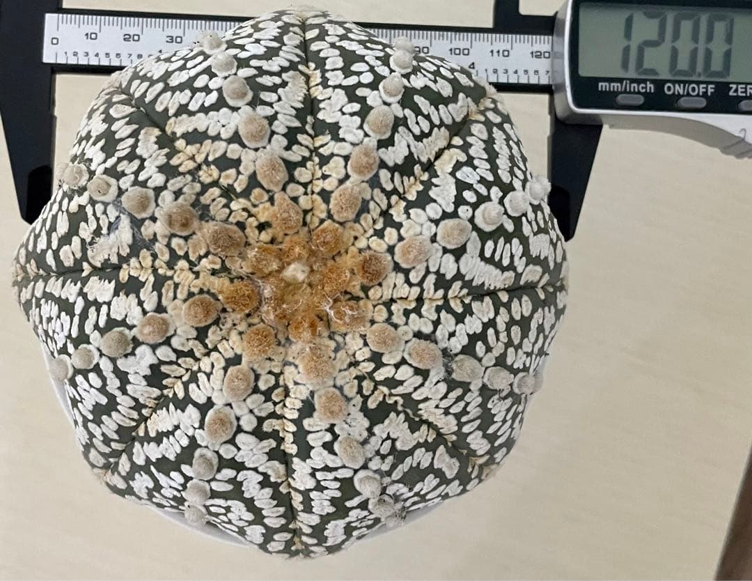 国内実生兜　スーパー兜 大疣（全幅12cm×全高7cm）特大株　H5