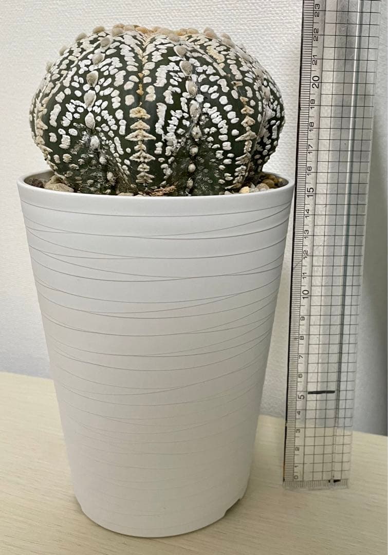 国内実生兜　スーパー兜 大疣（全幅12cm×全高7cm）特大株　H5