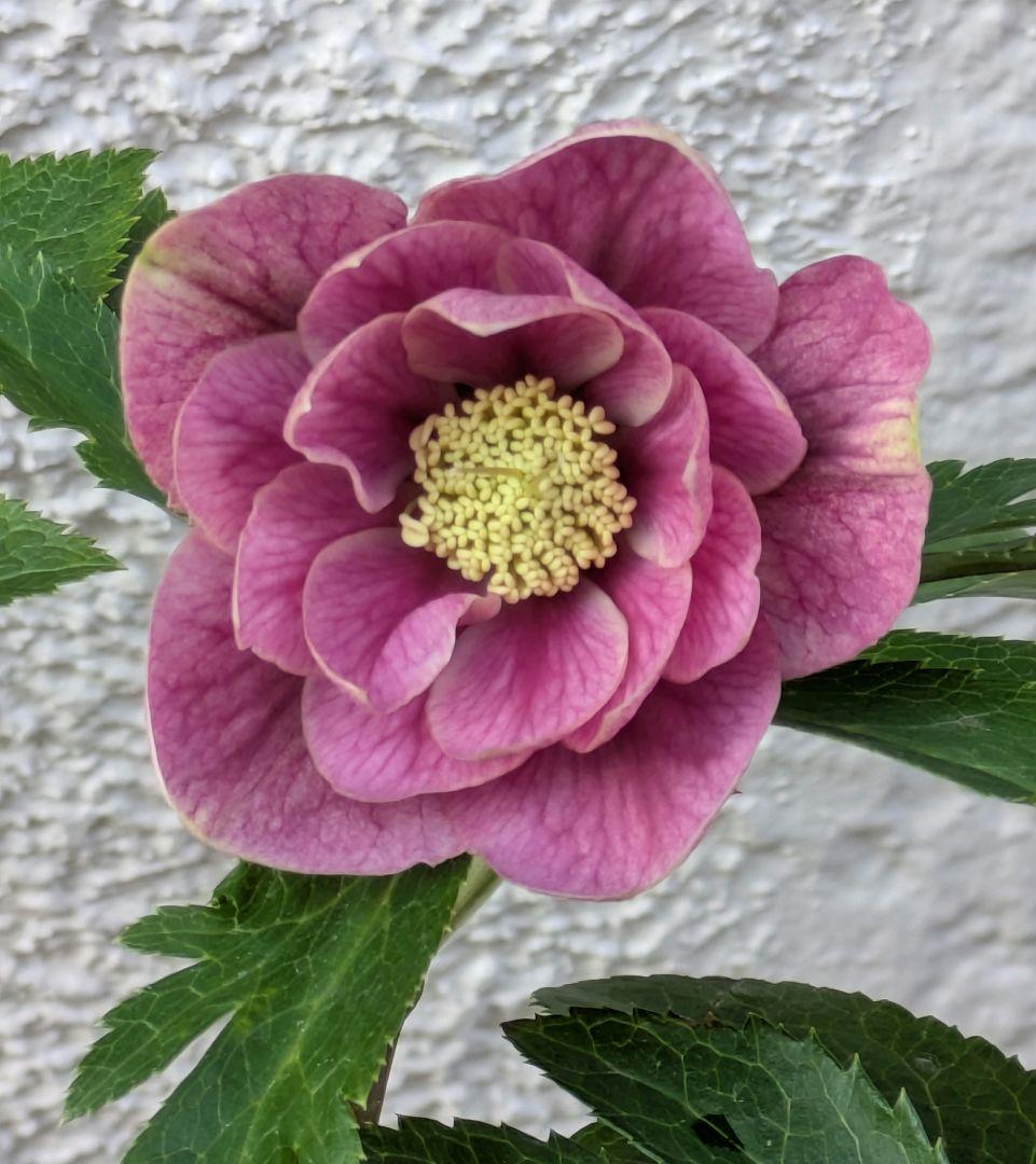 クリスマスローズ　ダブル　〈広瀬園芸〉