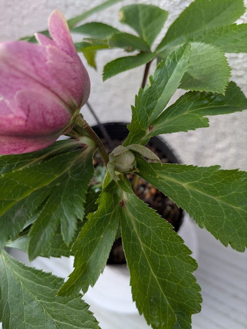 クリスマスローズ　ダブル　〈広瀬園芸〉