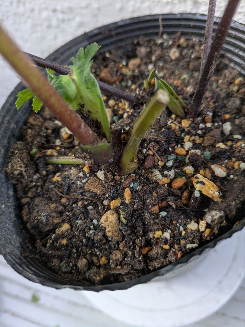 クリスマスローズ　ダブル　〈広瀬園芸〉