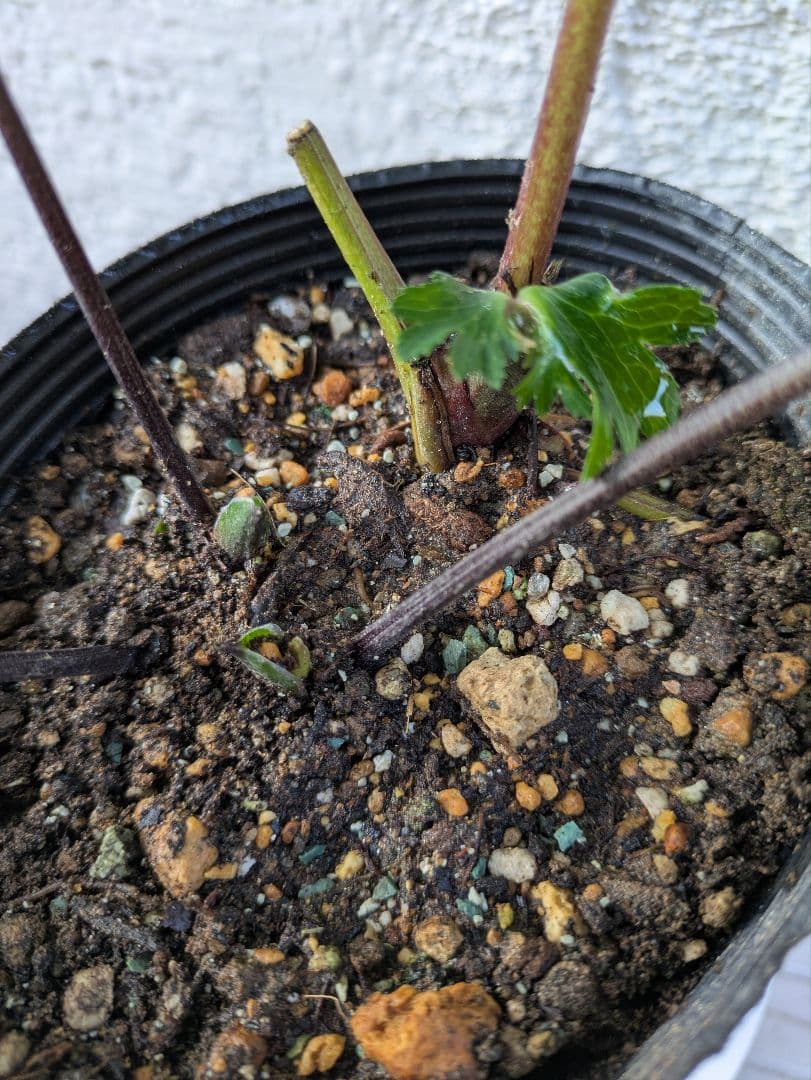 クリスマスローズ　ダブル　〈広瀬園芸〉