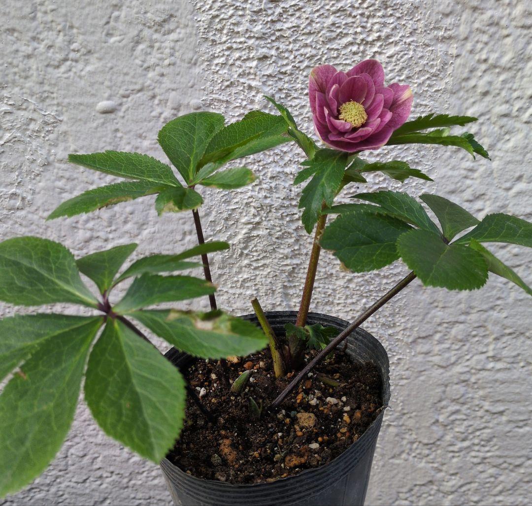 クリスマスローズ　ダブル　〈広瀬園芸〉