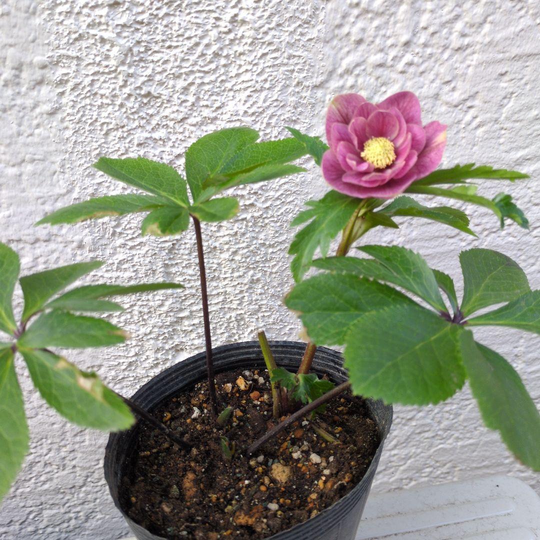 クリスマスローズ　ダブル　〈広瀬園芸〉