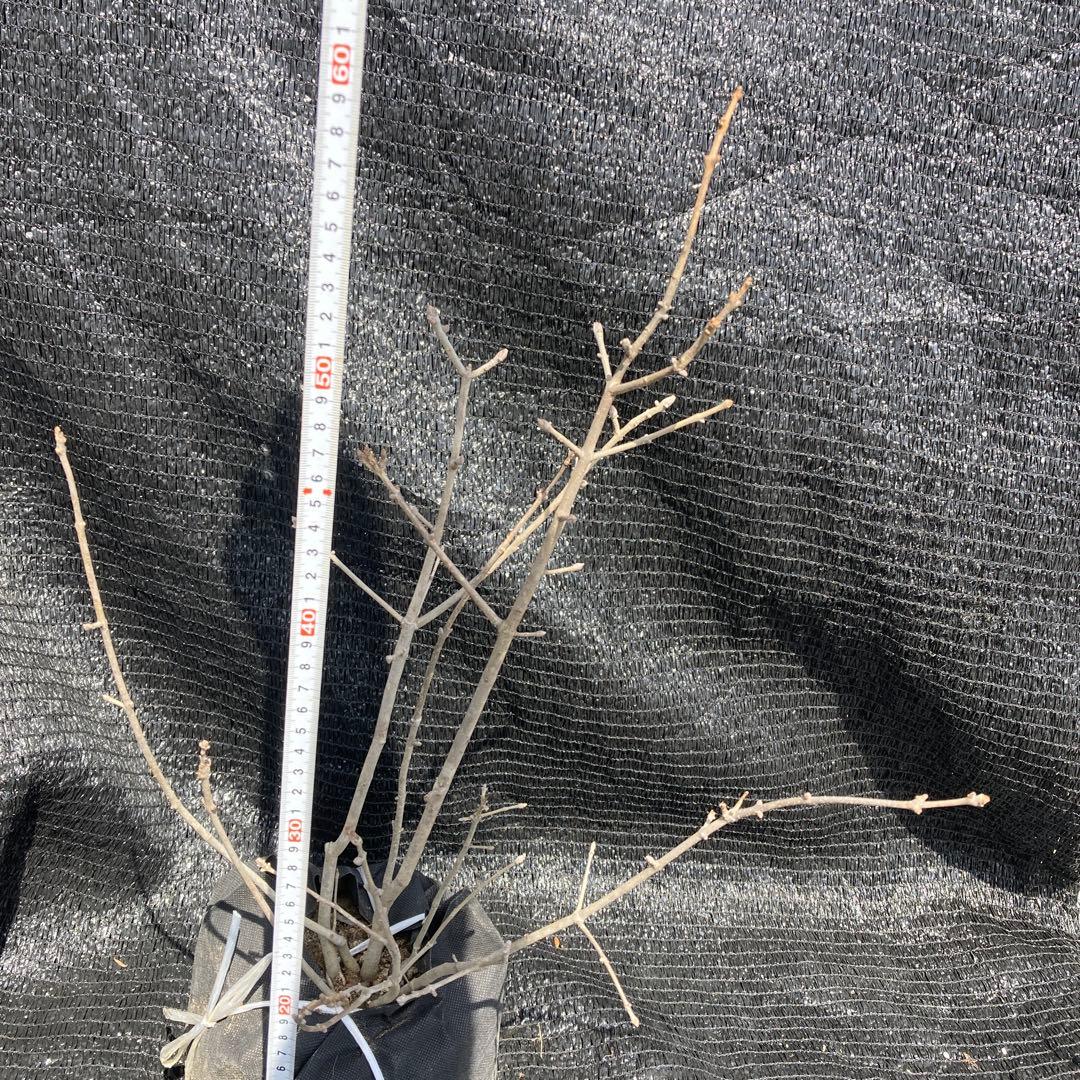 ①*:ஐ柔らかな葉・風情のある枝ぶり*:ஐ根巻き苗木・【アオダモ】約6号サイズ