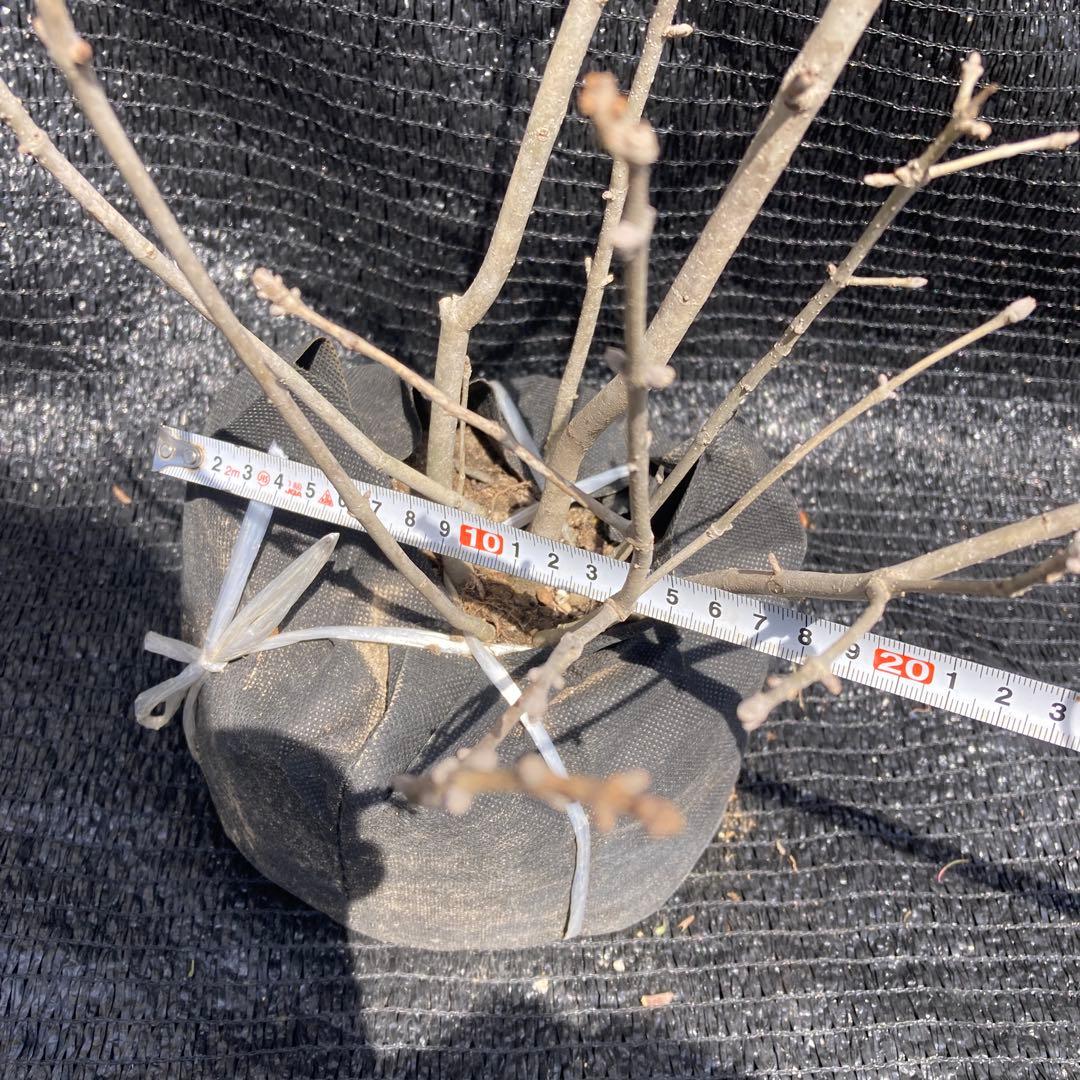 ①*:ஐ柔らかな葉・風情のある枝ぶり*:ஐ根巻き苗木・【アオダモ】約6号サイズ