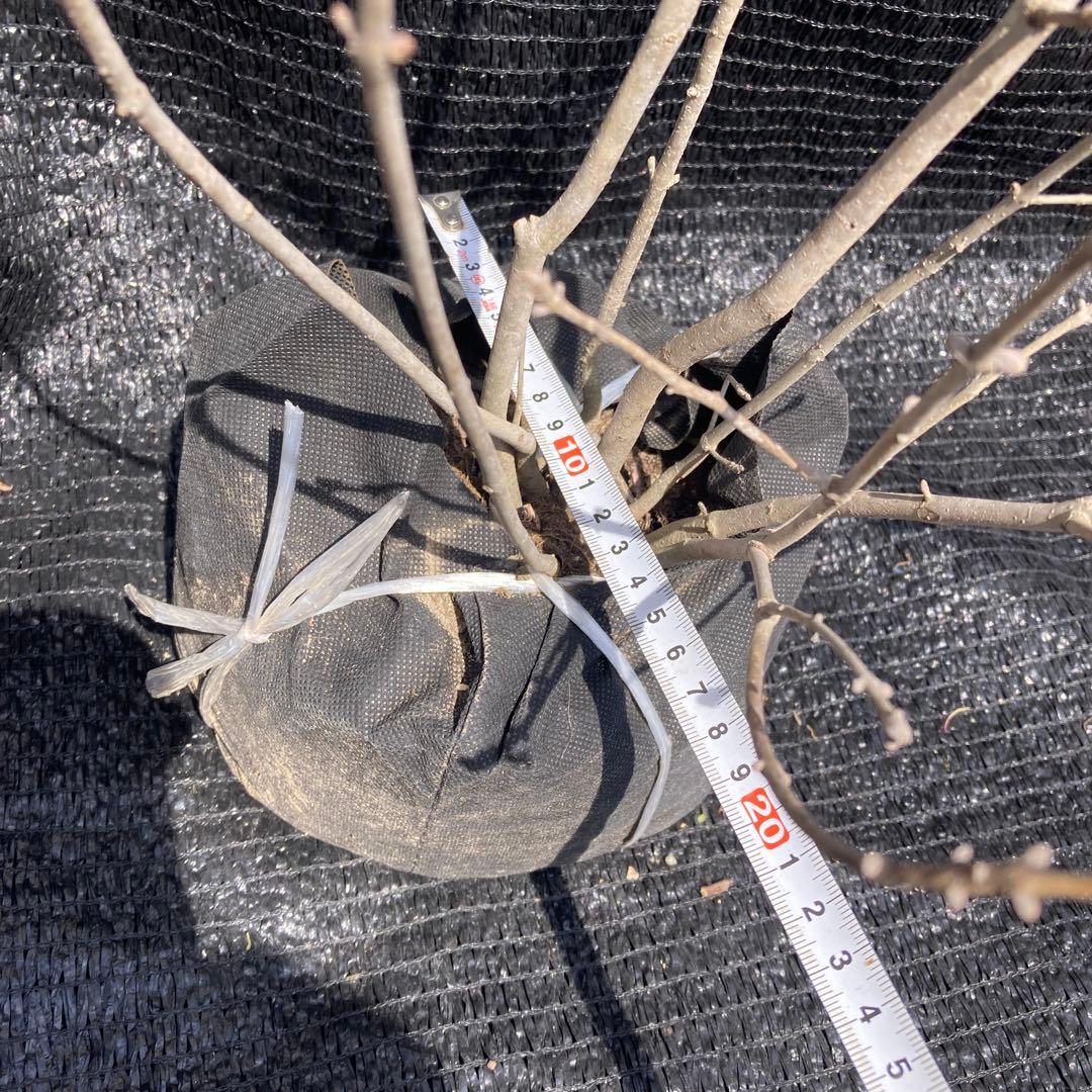 ①*:ஐ柔らかな葉・風情のある枝ぶり*:ஐ根巻き苗木・【アオダモ】約6号サイズ