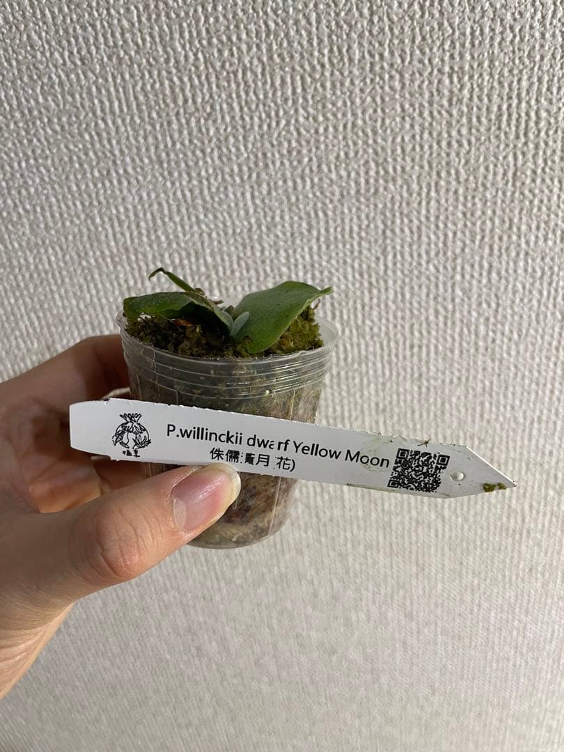 も*と様 P.willinckii Yellow moon dwarf