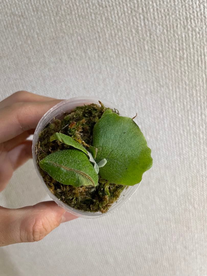 も*と様 P.willinckii Yellow moon dwarf