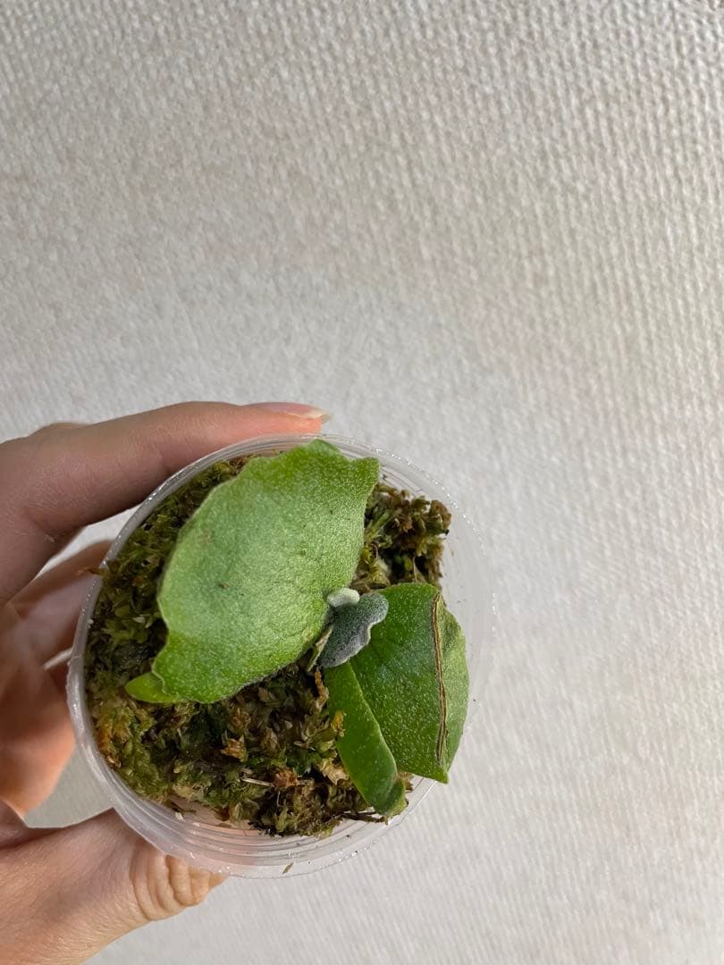 も*と様 P.willinckii Yellow moon dwarf