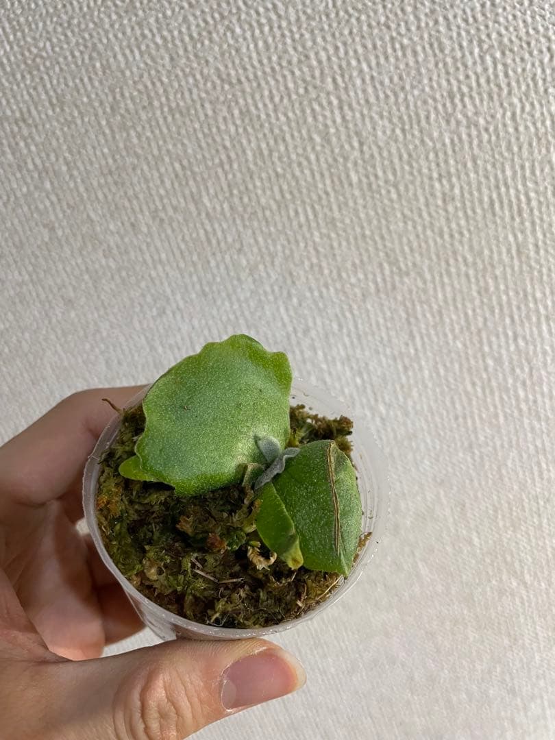 も*と様 P.willinckii Yellow moon dwarf