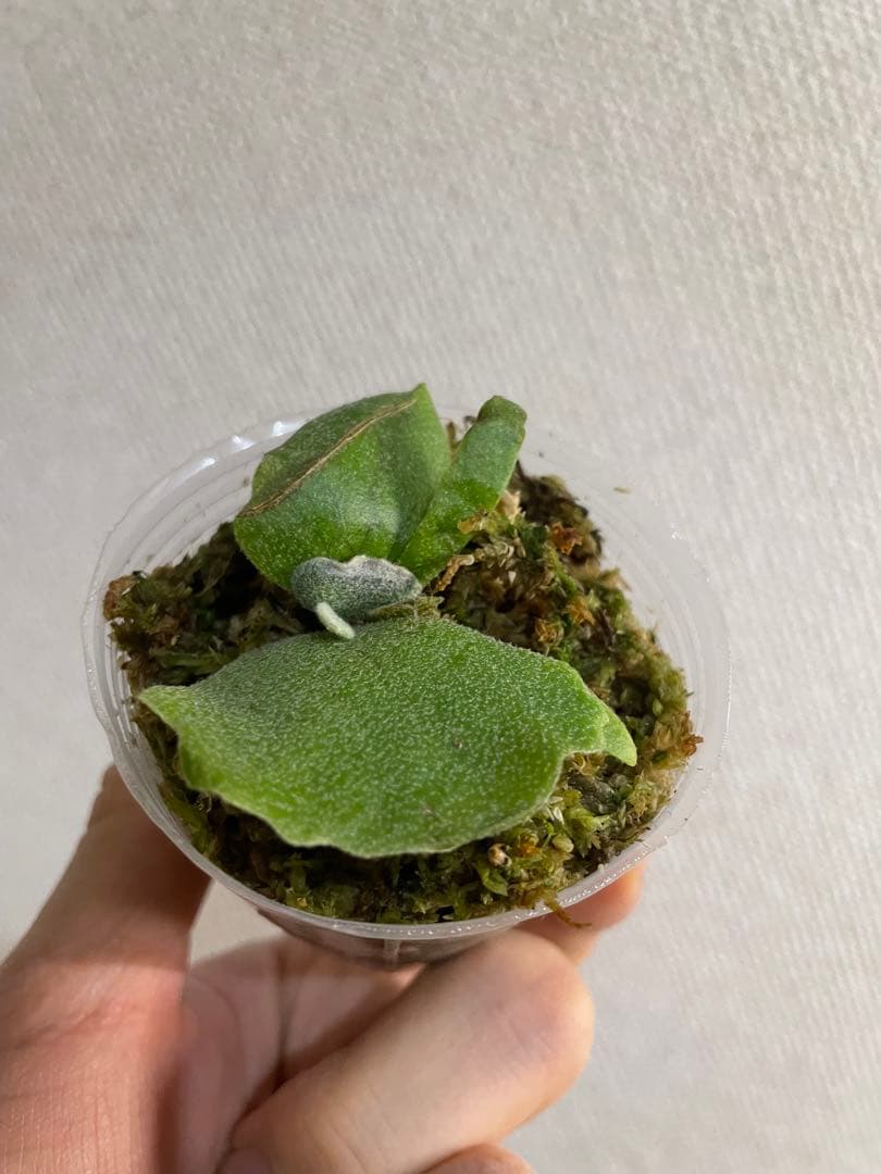 も*と様 P.willinckii Yellow moon dwarf