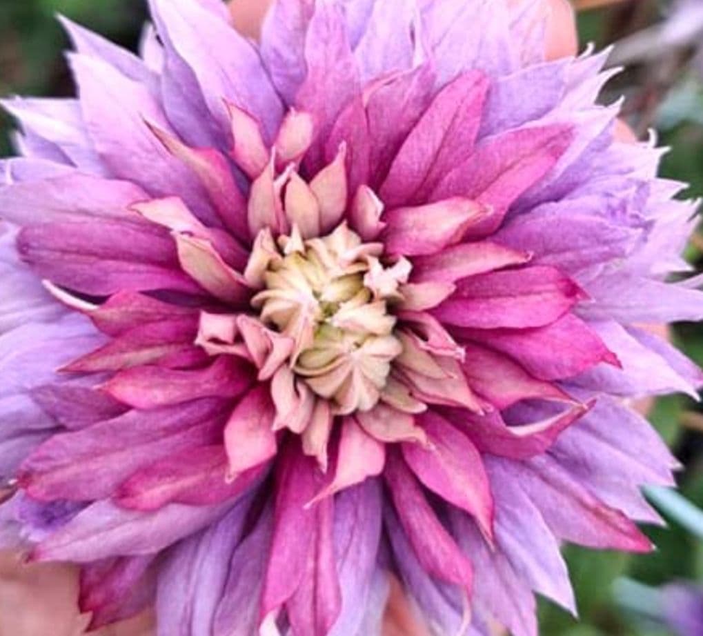 ✿新品種クレマチス　喝采✿