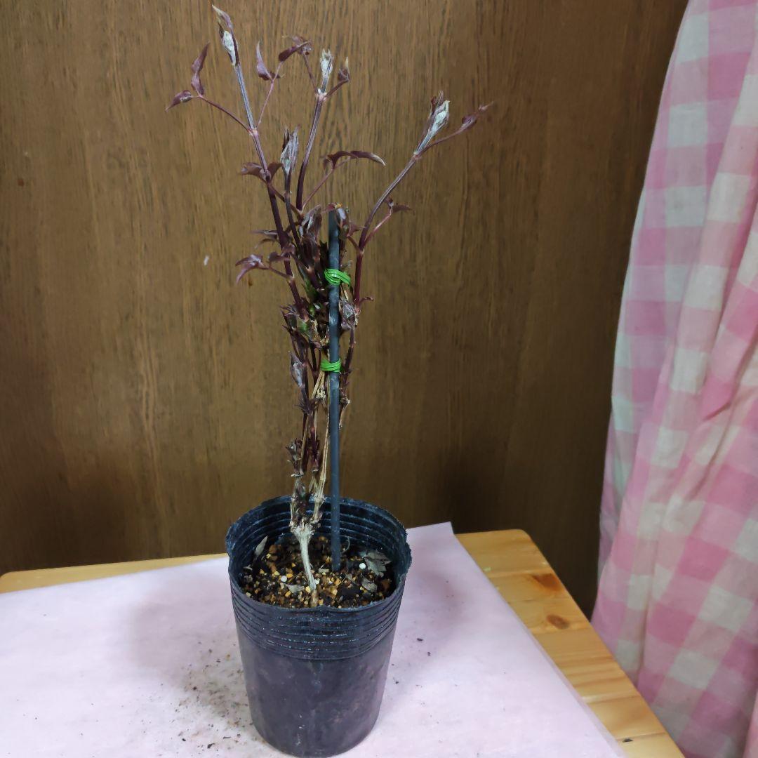 ✿新品種クレマチス　喝采✿