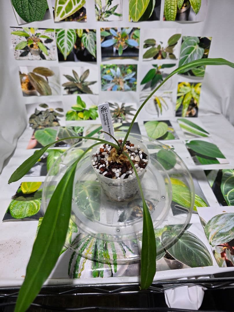 熱帯植物　Pursegloveia sp. Kapuas hulu 2