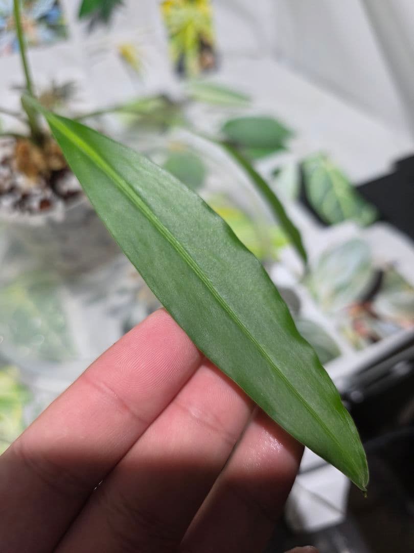 熱帯植物　Pursegloveia sp. Kapuas hulu 2