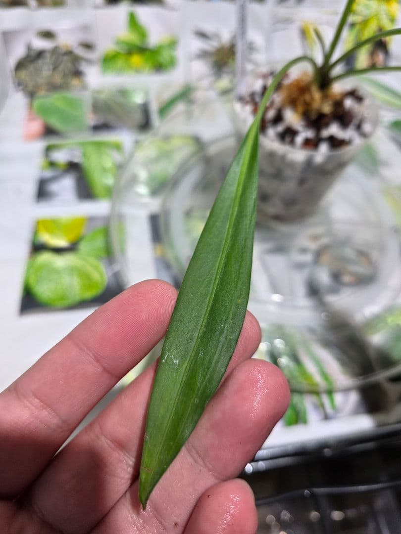 熱帯植物　Pursegloveia sp. Kapuas hulu 2