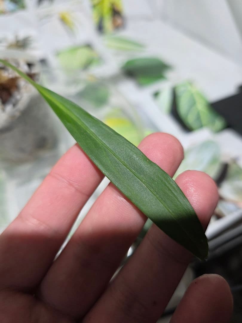 熱帯植物　Pursegloveia sp. Kapuas hulu 2