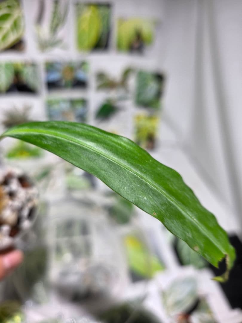 熱帯植物　Pursegloveia sp. Kapuas hulu 2