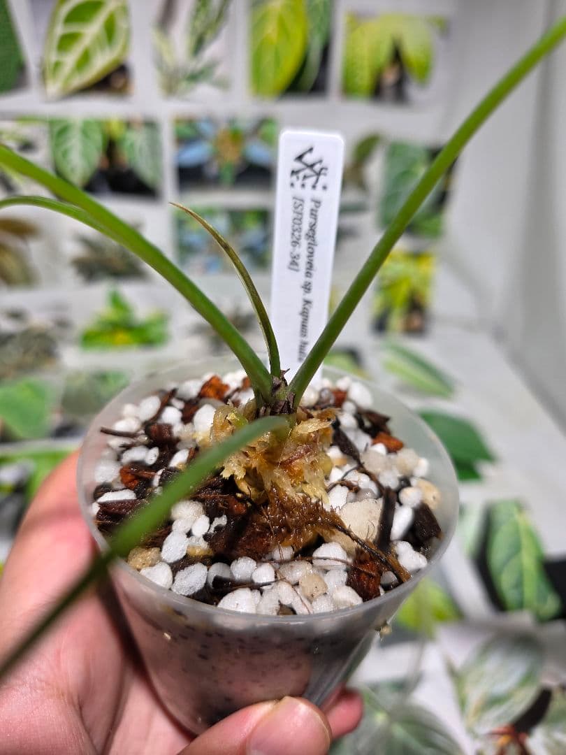 熱帯植物　Pursegloveia sp. Kapuas hulu 2