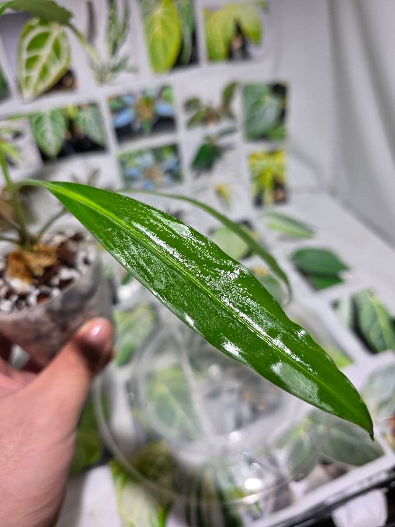 熱帯植物　Pursegloveia sp. Kapuas hulu 2