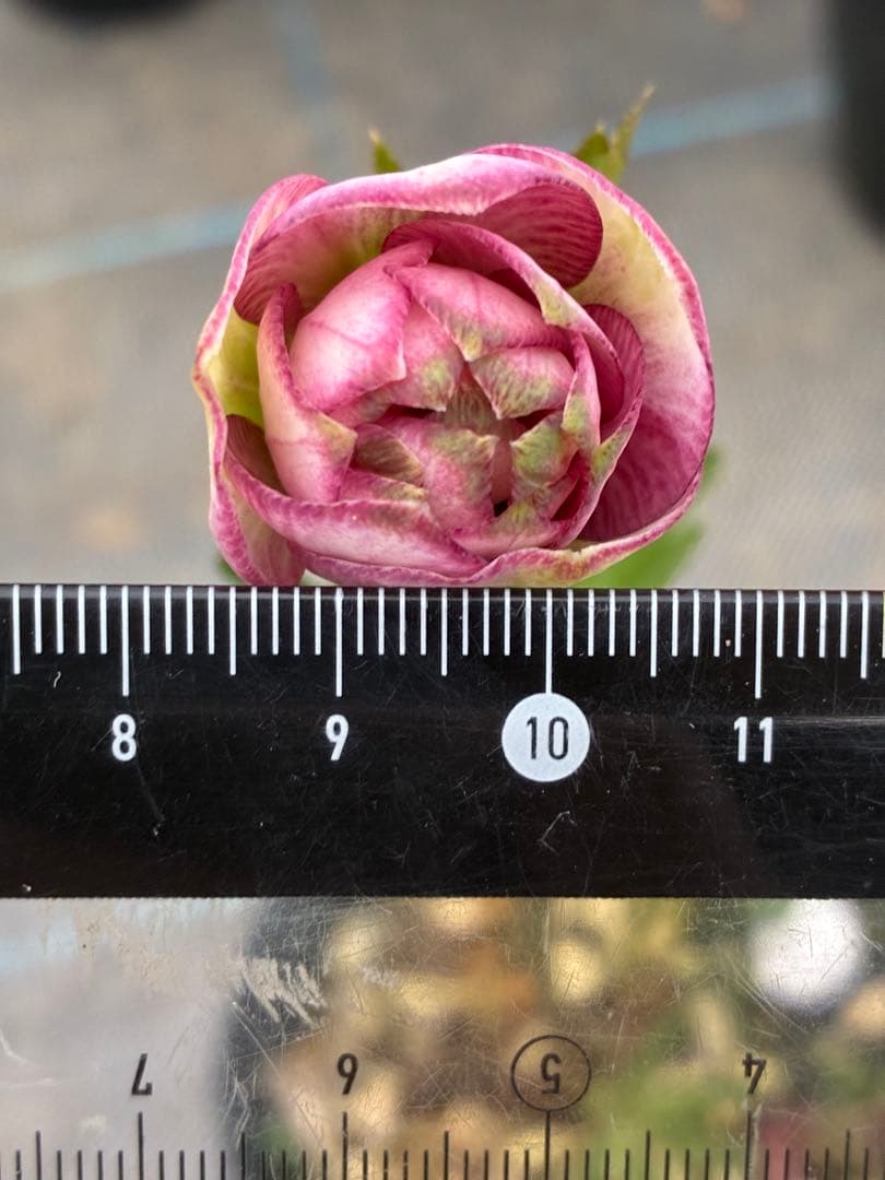 クリスマスローズ　バイカラー×グリーンリップ　4.5寸