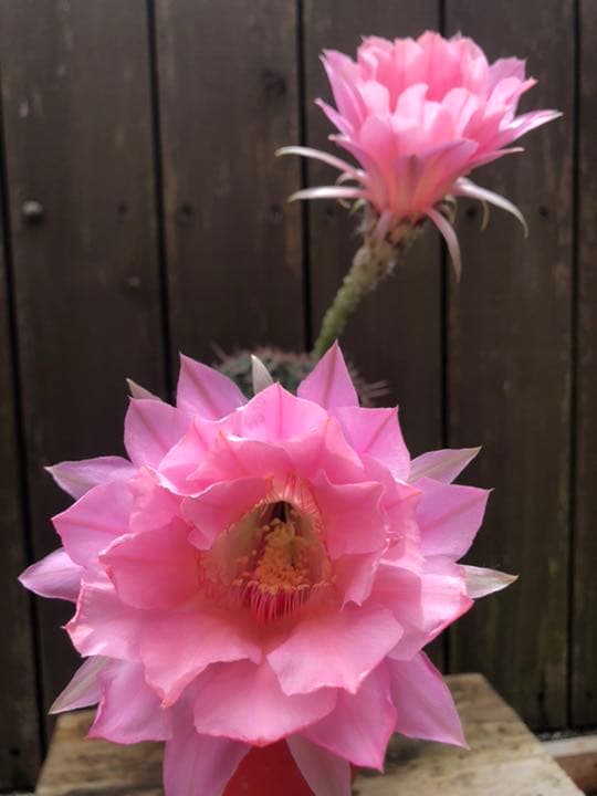 専用ページです^_^