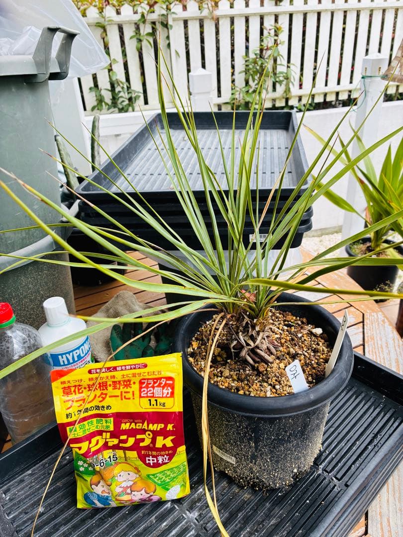 ユッカロストラータ　ダブルヘッド　抜き苗発送です。