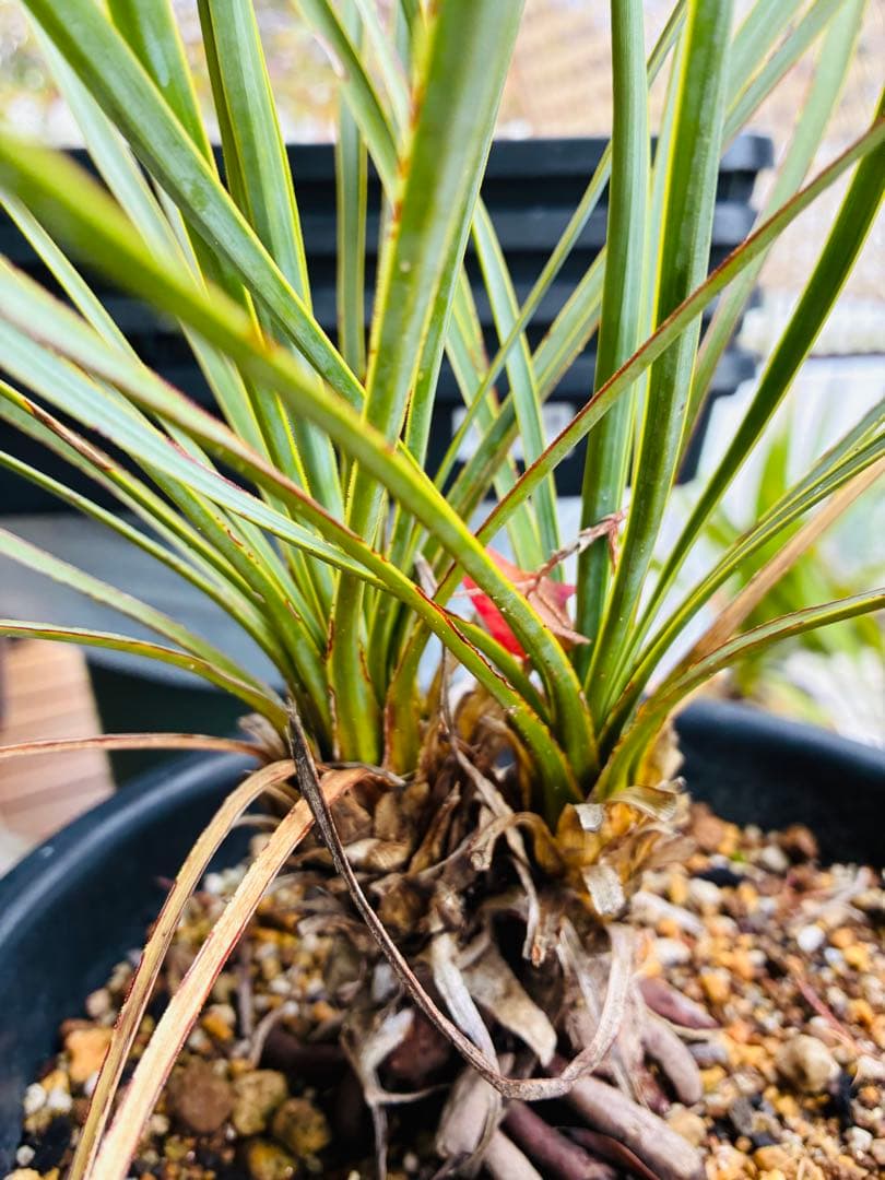 ユッカロストラータ　ダブルヘッド　抜き苗発送です。