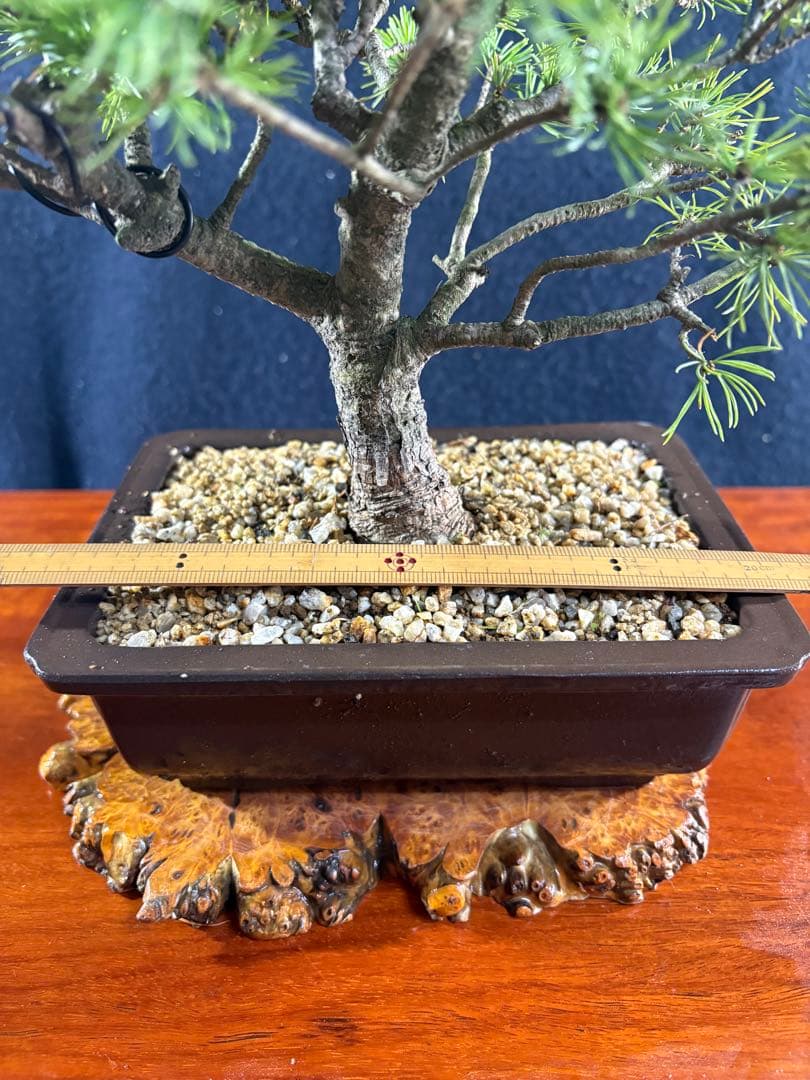 貴風盆栽、赤石五葉松、模様木 目立った傷や汚れ無し