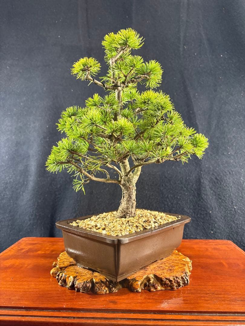 貴風盆栽、赤石五葉松、模様木 目立った傷や汚れ無し