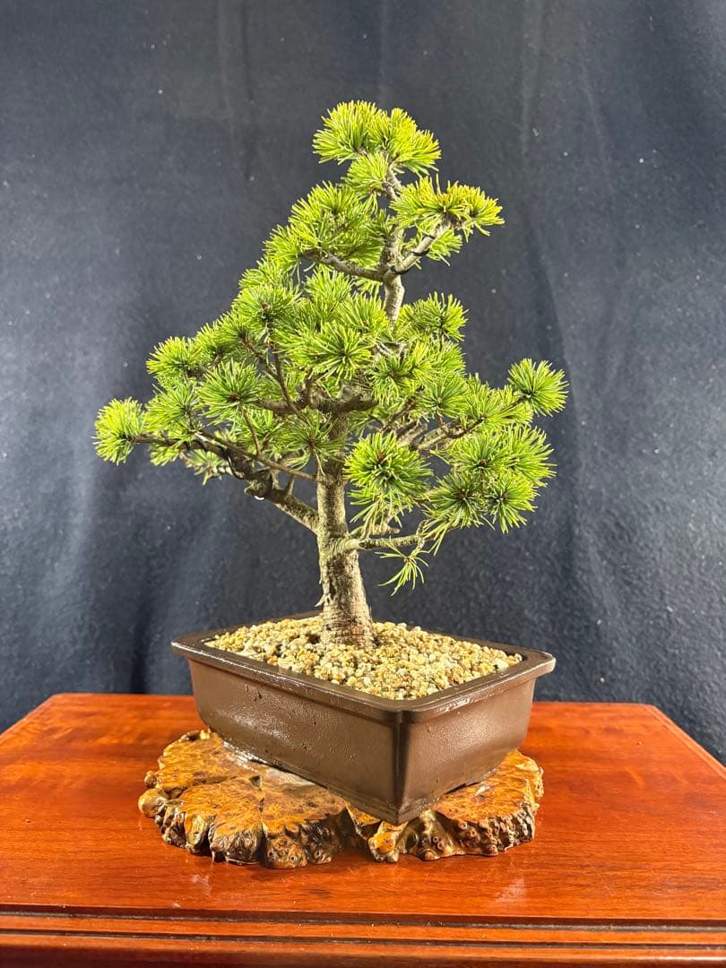 貴風盆栽、赤石五葉松、模様木 目立った傷や汚れ無し
