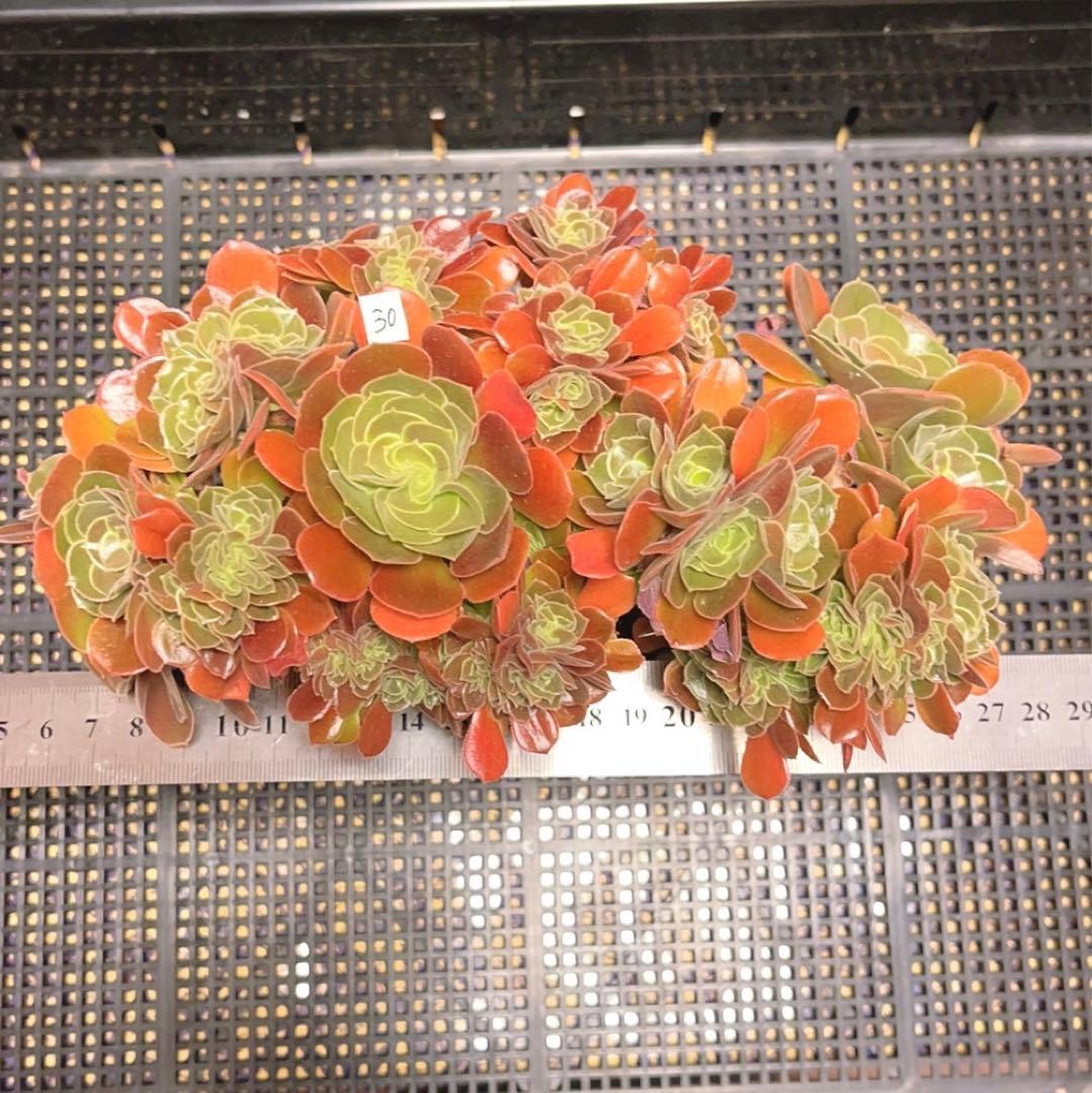 30#多肉植物アエオニウム❤️サラダボールセッカ❤️玫瑰法师缀化❤️22cm拔き苗