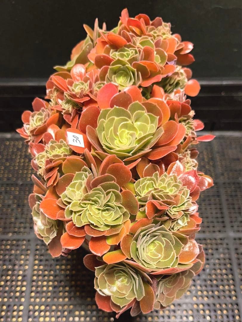 30#多肉植物アエオニウム❤️サラダボールセッカ❤️玫瑰法师缀化❤️22cm拔き苗