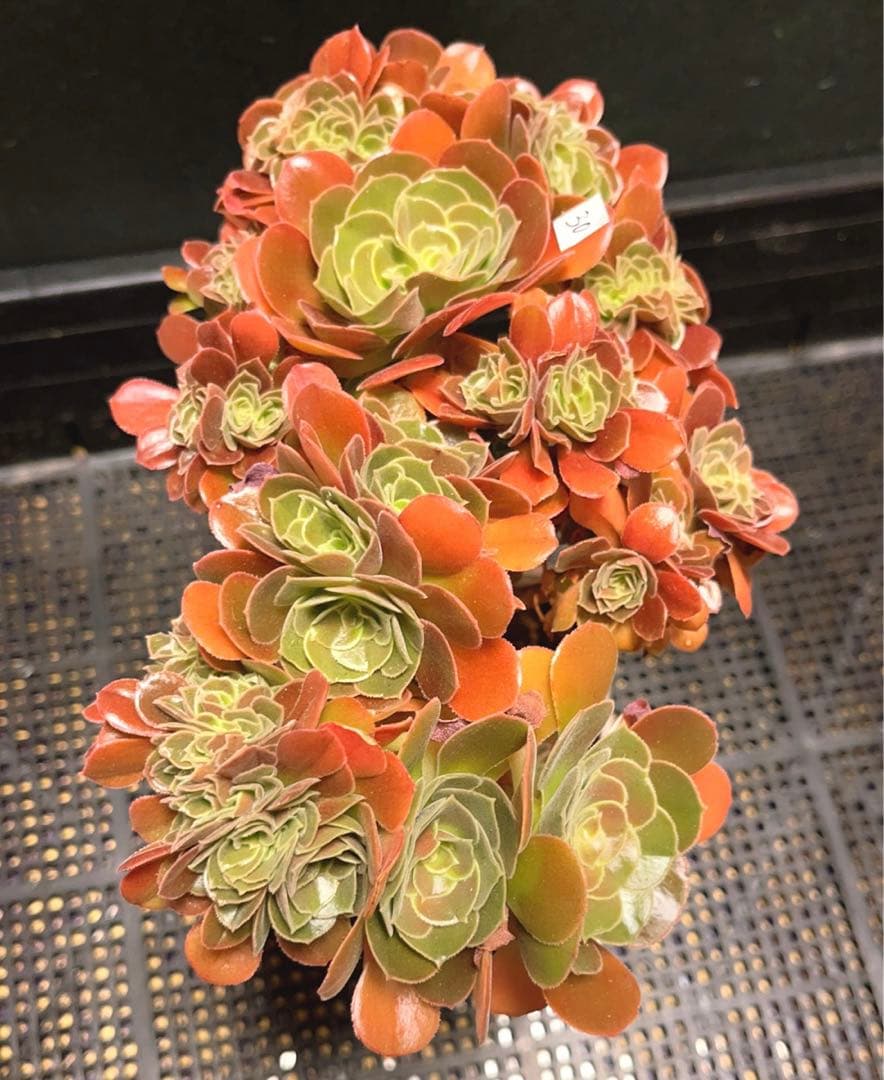 30#多肉植物アエオニウム❤️サラダボールセッカ❤️玫瑰法师缀化❤️22cm拔き苗