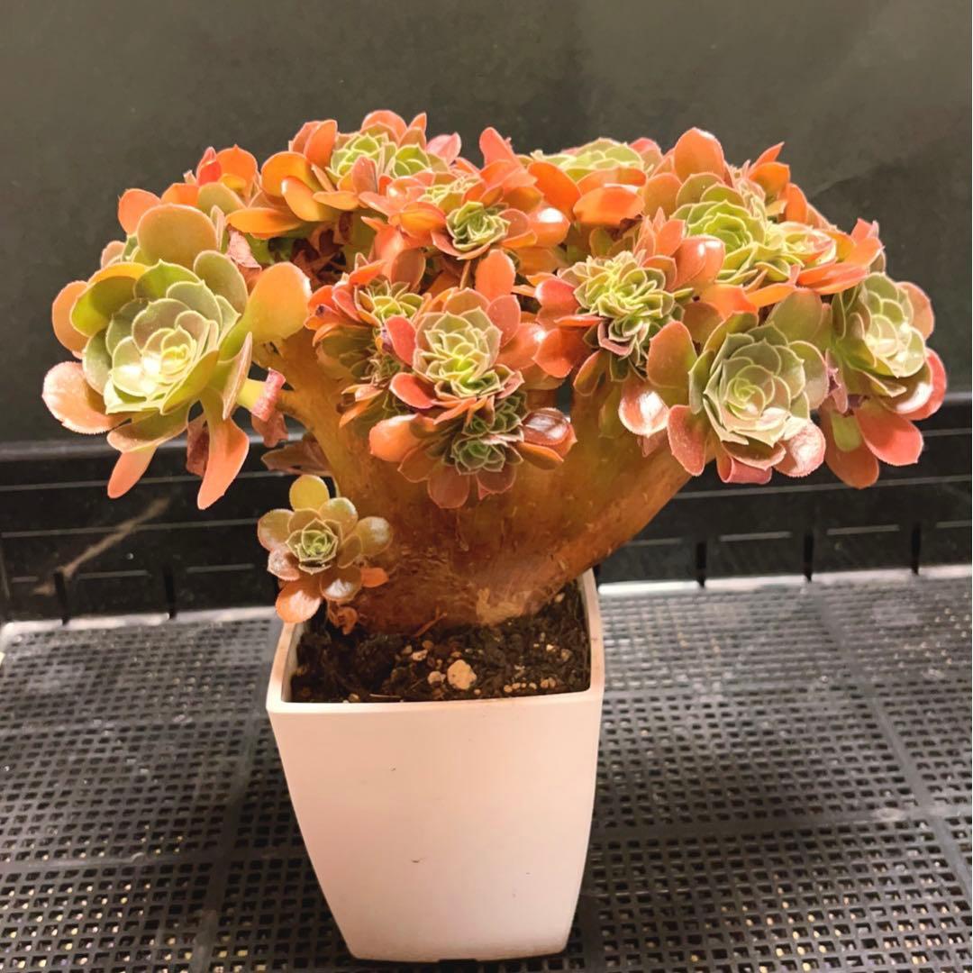 30#多肉植物アエオニウム❤️サラダボールセッカ❤️玫瑰法师缀化❤️22cm拔き苗