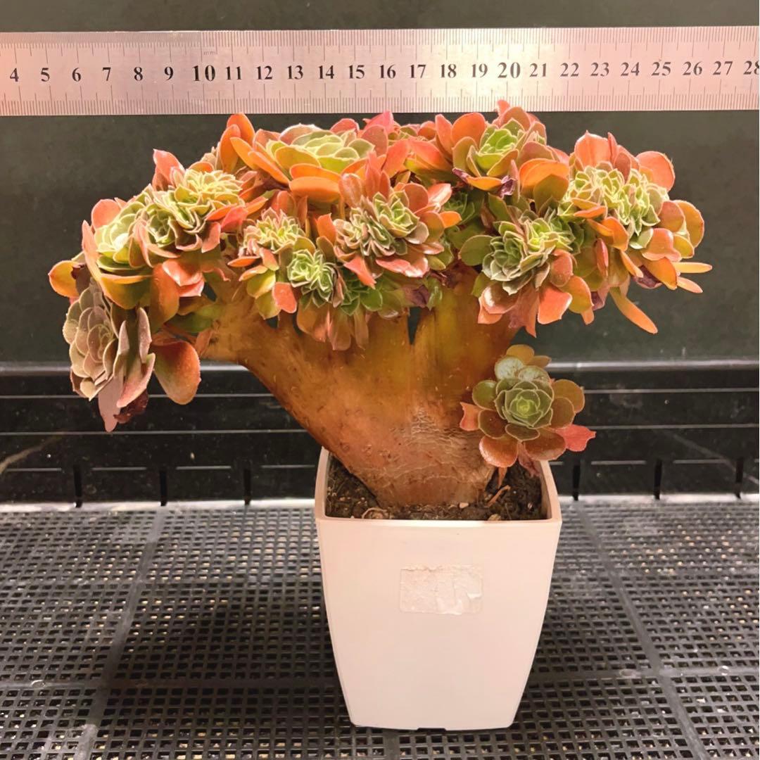 30#多肉植物アエオニウム❤️サラダボールセッカ❤️玫瑰法师缀化❤️22cm拔き苗